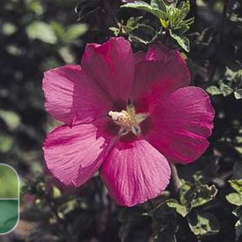 Vivero de producción de plantas de calidad en la Toscana, venta al por mayor 7 HIBISCUS syriacus 'Woodbridge'