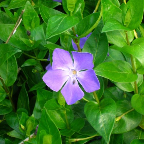 Vivero de producción de plantas de calidad en la Toscana, venta al por mayor 13 VINCA major