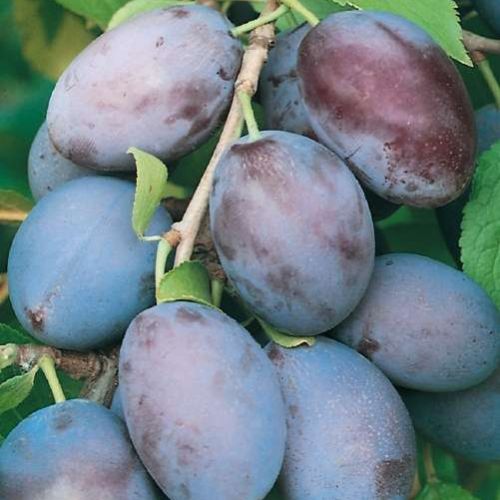 Vivero de producción de plantas de calidad en la Toscana, venta al por mayor 9 PRUNUS SATIVA 'Stanley'