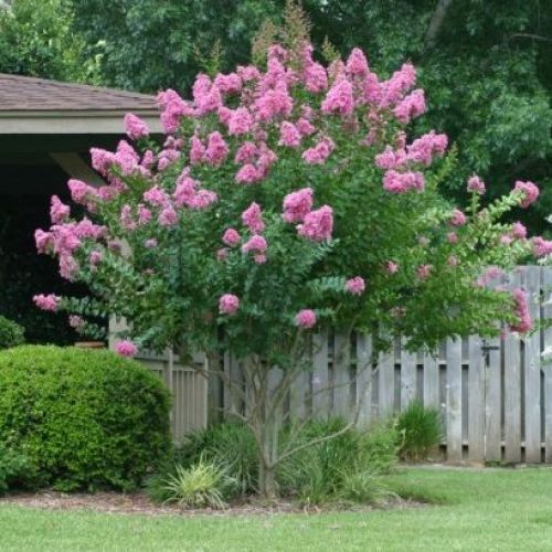 Vivero de producción de plantas de calidad en la Toscana, venta al por mayor 11 LAGERSTROEMIA x 'Choctaw'