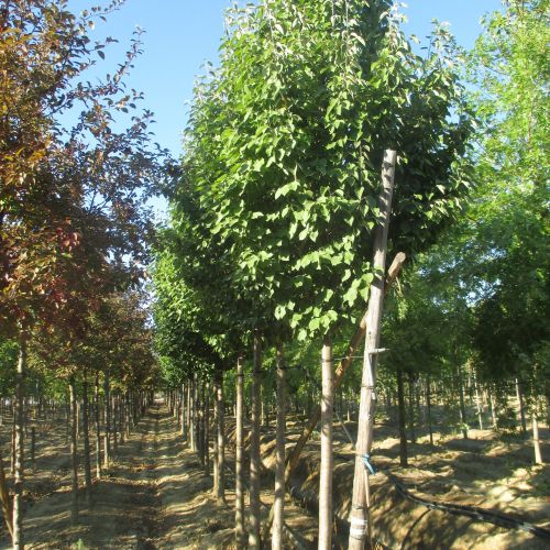 Vivero de producción de plantas de calidad en la Toscana, venta al por mayor 8 MALUS tschonoskii