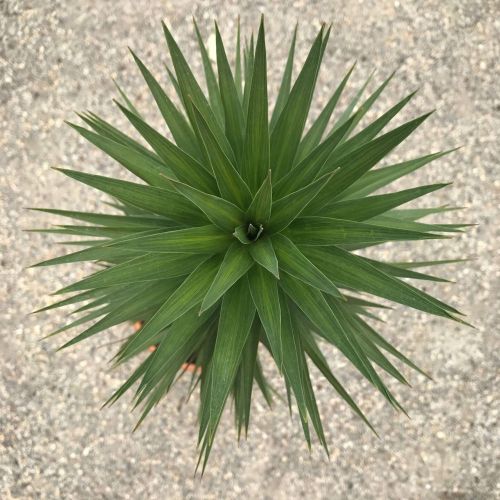 Vivero de producción de plantas de calidad en la Toscana, venta al por mayor 10 CORDYLINE australis 'Karo Kiri'