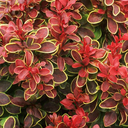 Vivero de producción de plantas de calidad en la Toscana, venta al por mayor 14 BERBERIS thumbergii 'Chicquita'