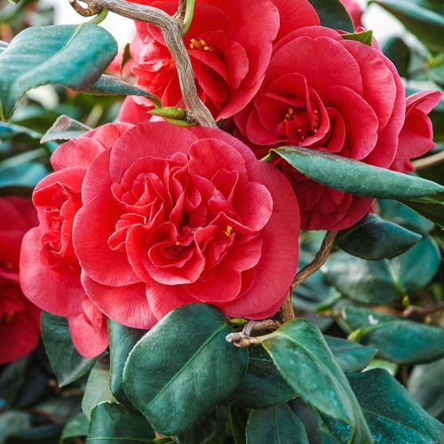 CAMELLIA japonica 'Curly Lady' ®