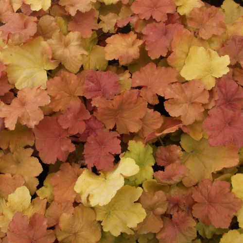 Vivero de producción de plantas de calidad en la Toscana, venta al por mayor 9 HEUCHERA 'Caramel' ®
