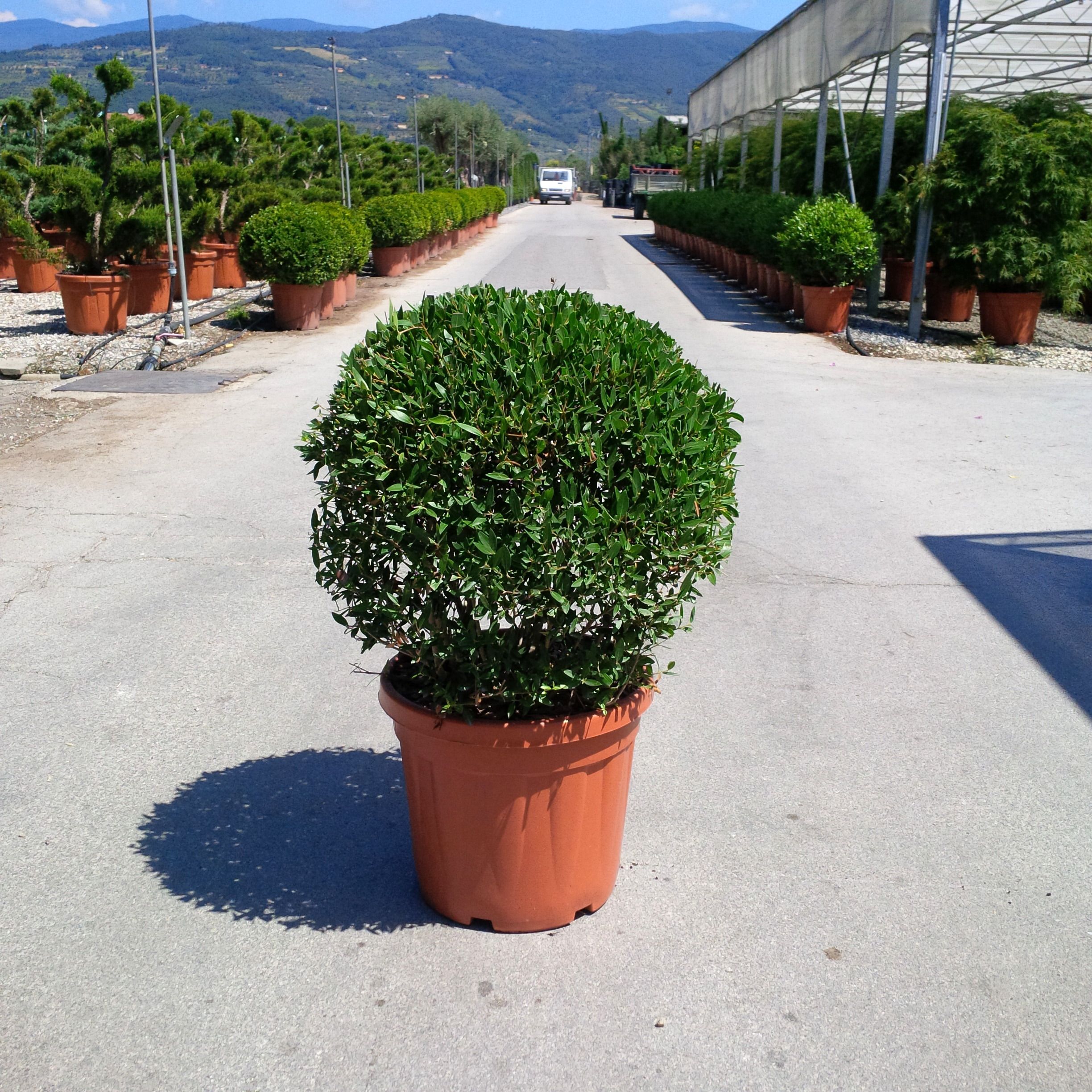 PHILLYREA angustifolia 1 PHILLYREA angustifolia