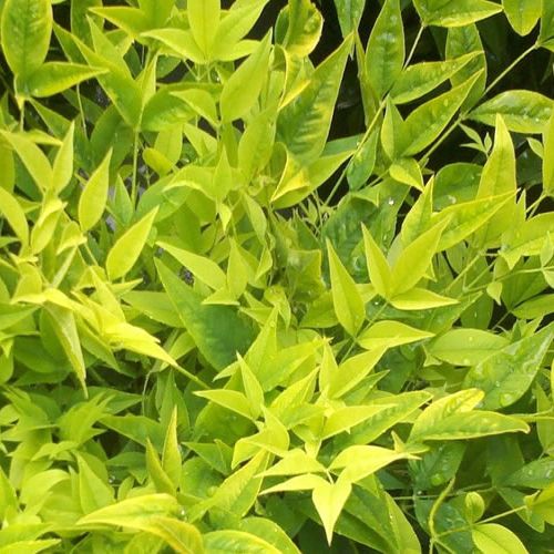 Vivero de producción de plantas de calidad en la Toscana, venta al por mayor 11 NANDINA domestica 'Lemon-Lime' ®