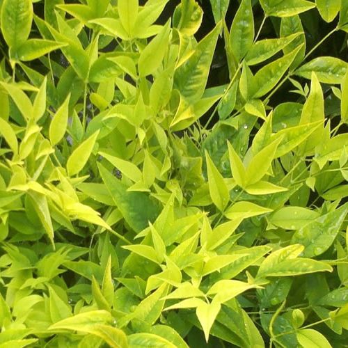 NANDINA domestica 'Lemon-Lime' ®