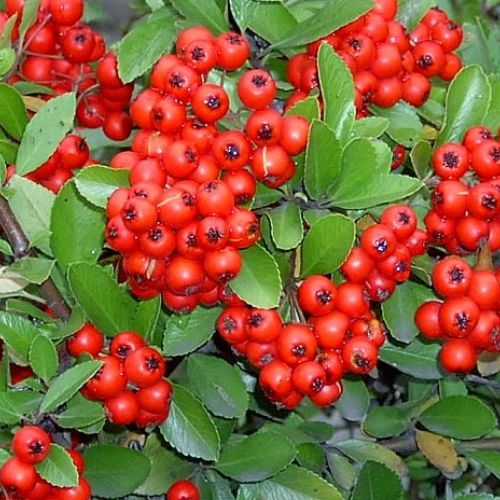 PYRACANTHA 'Mohave'