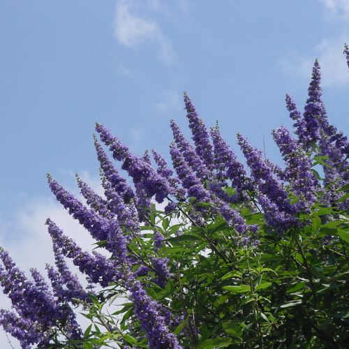 Vivero de producción de plantas de calidad en la Toscana, venta al por mayor 12 VITEX agnus-castus