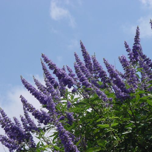 VITEX agnus-castus