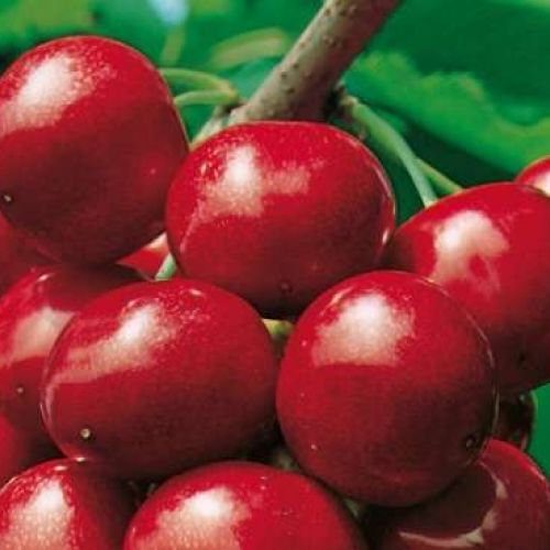 Vivero de producción de plantas de calidad en la Toscana, venta al por mayor 8 PRUNUS AVIUM 'Bigarreau Reverchon'