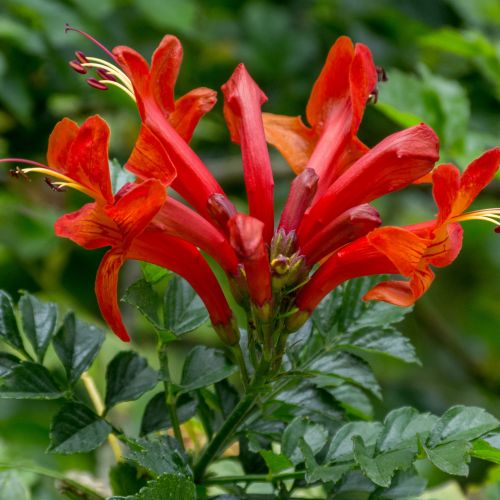 Vivero de producción de plantas de calidad en la Toscana, venta al por mayor 7 BIGNONIA capensis