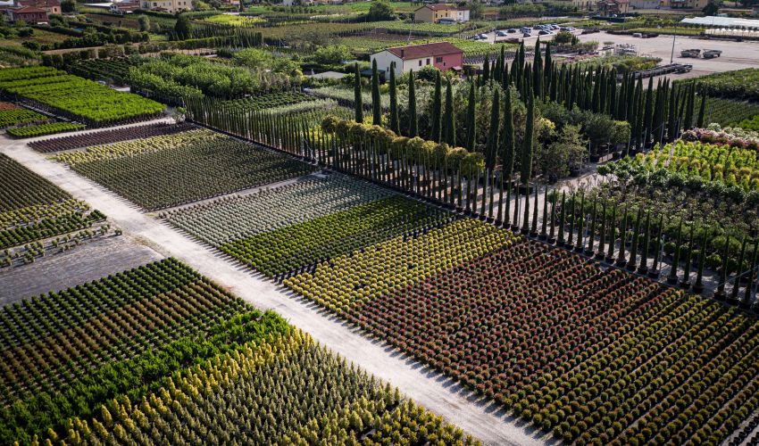 Vivero de producción de plantas de calidad en la Toscana, venta al por mayor 2 produzione di piante in vivaio