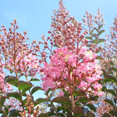 LAGERSTROEMIA x 'Sioux'