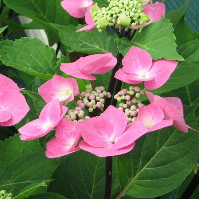 HYDRANGEA macrophylla 'Zorro Rose' ®