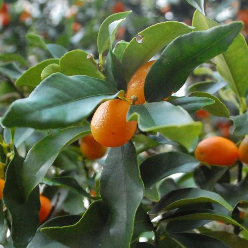 CITRUS kumquat 'Nagami'