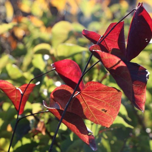 CERCIS canadensis 'Red Force'