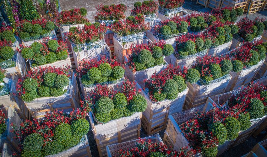 Vivero de producción de plantas de calidad en la Toscana, venta al por mayor 5 servizi personalizzati
