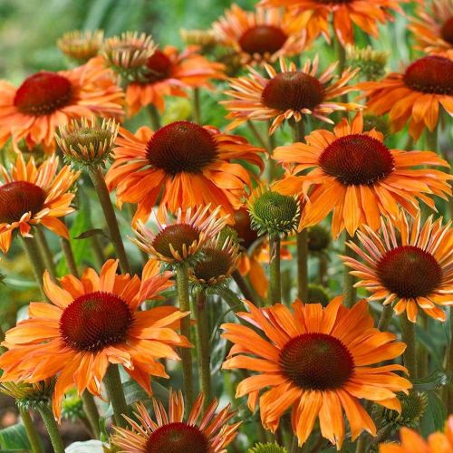 Vivero de producción de plantas de calidad en la Toscana, venta al por mayor 13 ECHINACEA 'Orange Passion'