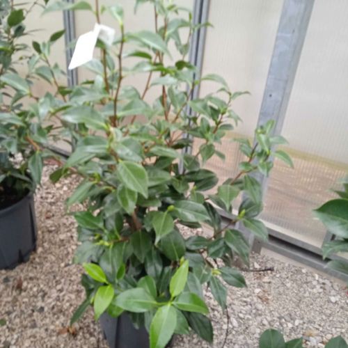 Vivero de producción de plantas de calidad en la Toscana, venta al por mayor 6 1662188886 scaled e2f7d7dc