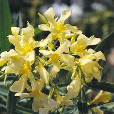 NERIUM oleander 'Giallo Semplice'